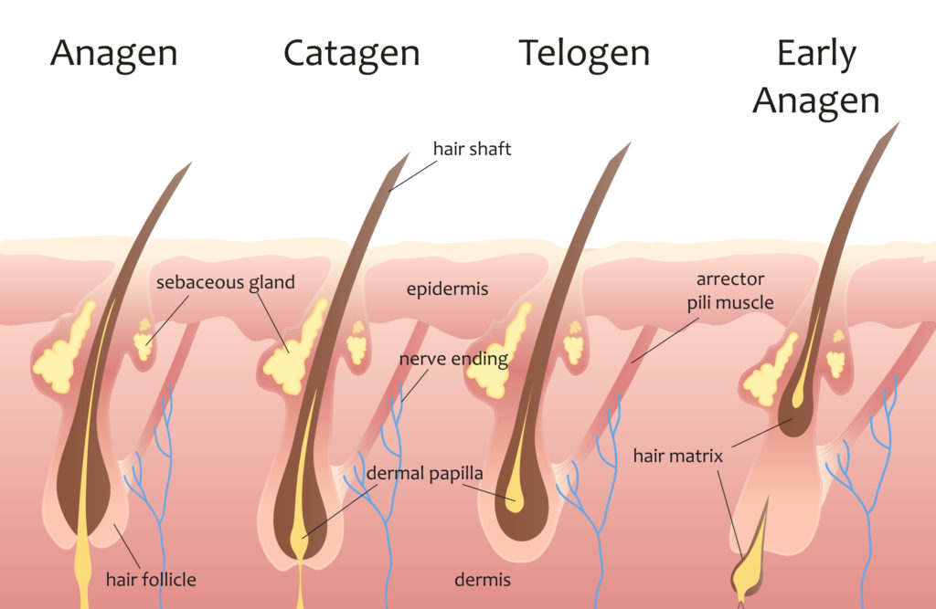 use cinnamon to stop hair loss