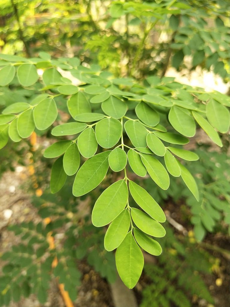 where to get organic moringa leaf powder