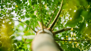 moringa olefeira leaves bulk