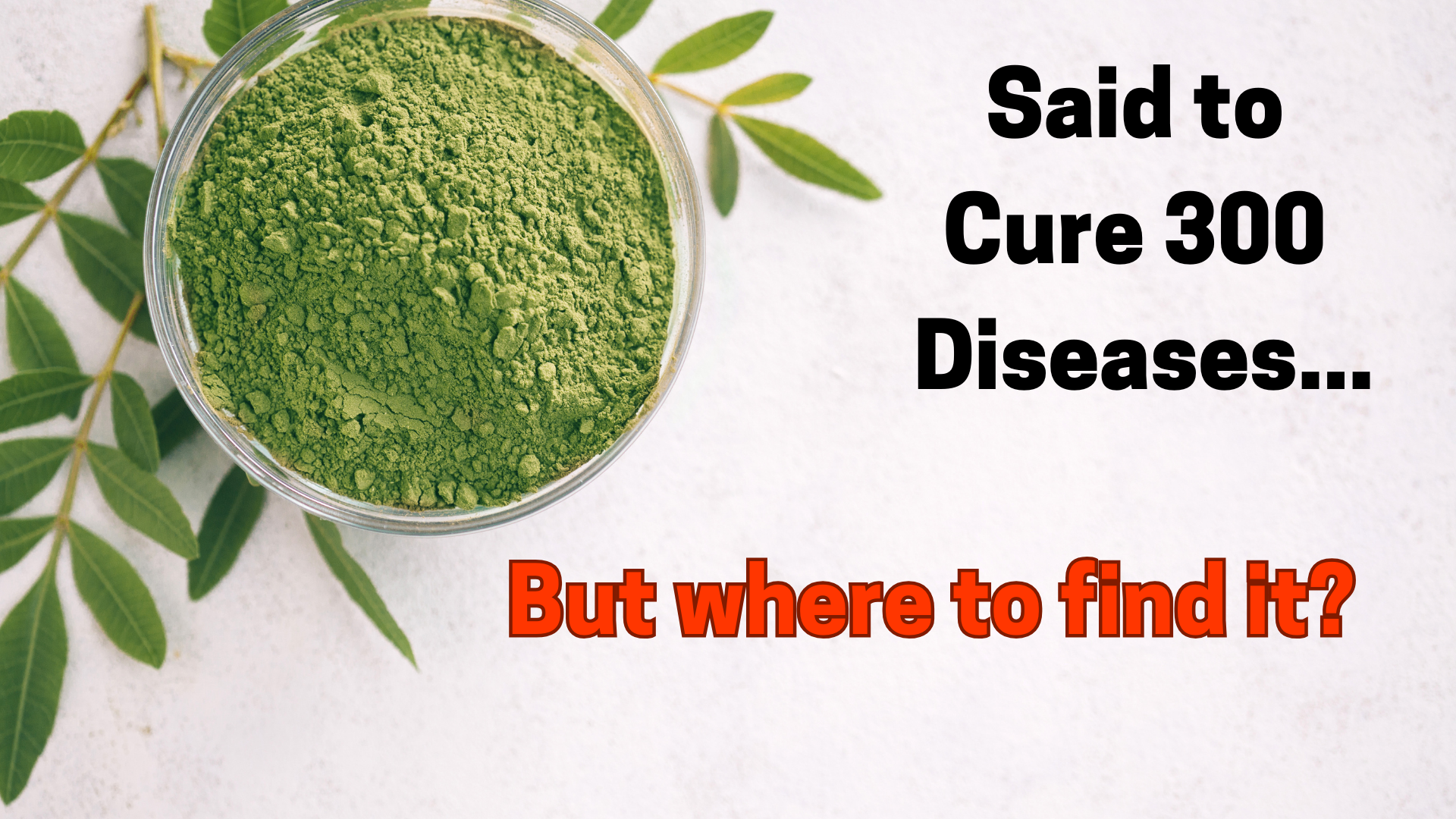 where to find bulk organic moringa powder online for USA