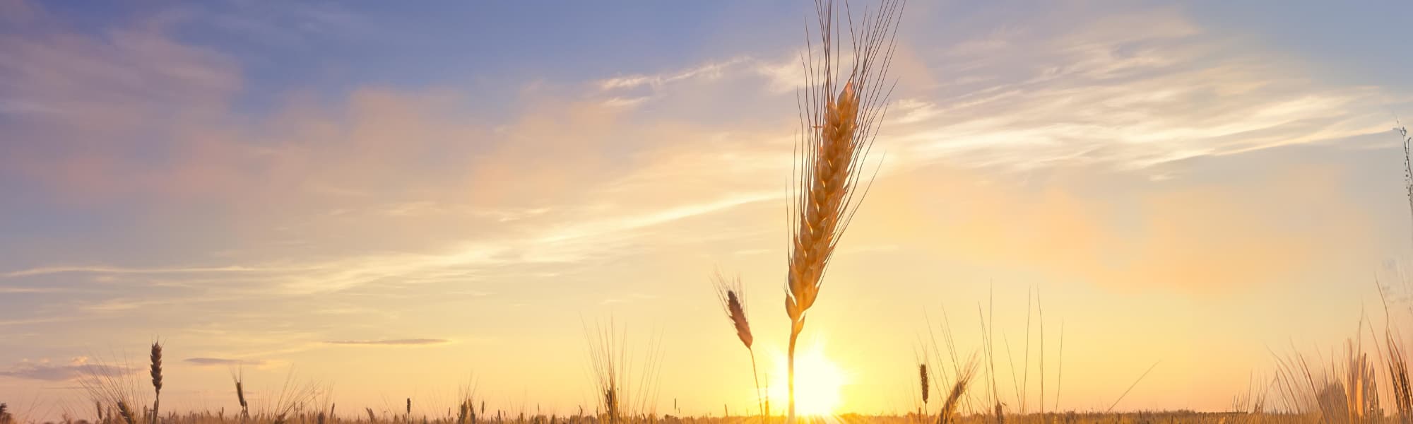 is wheat actually bad for you?