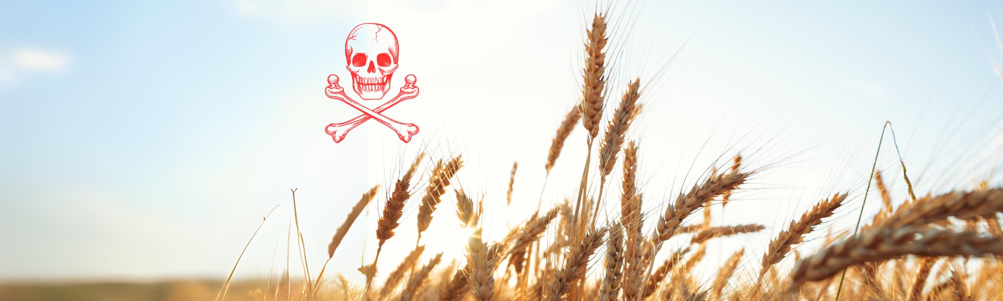 reasons to avoid wheat from the USA