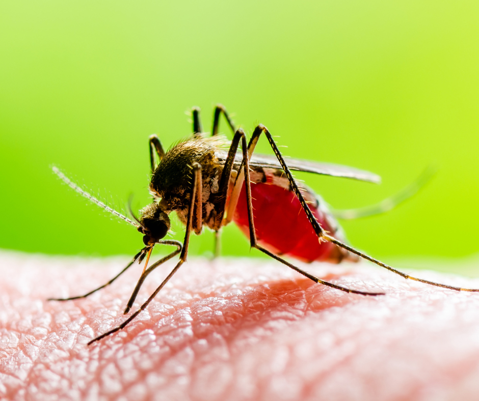 coconut oil for mosquitos