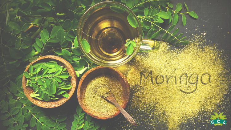 story behind moringa